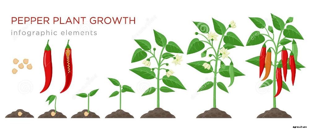 Chilli Farming & Cultivation Process With Business Plan