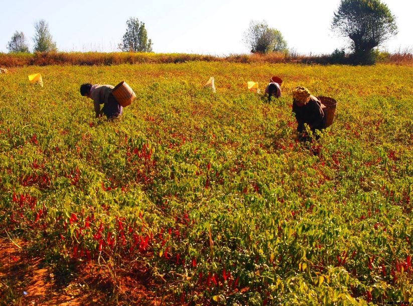 Chilli Farming & Cultivation Process With Business Plan