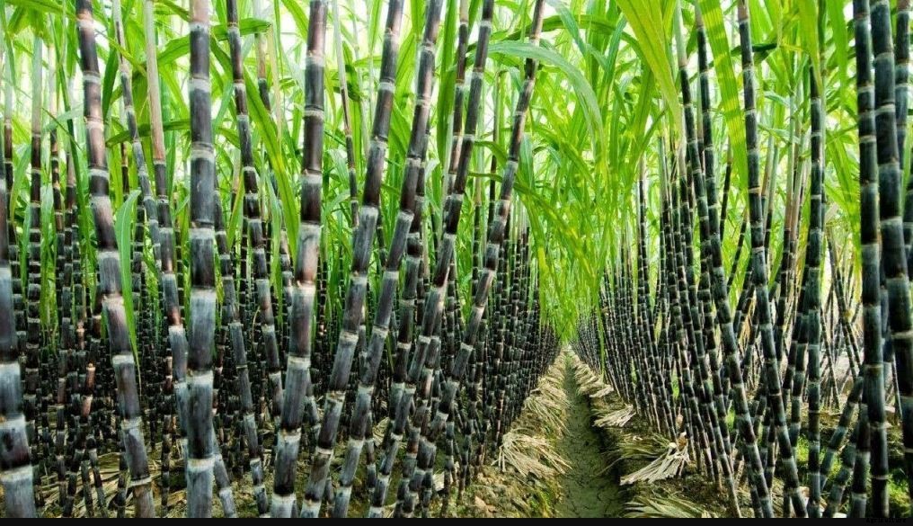 Sugarcane Farming Process & Plant Cultivation|Breeding Institute List