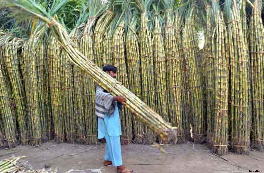 Sugarcane Farming Process & Plant Cultivation|Breeding Institute List