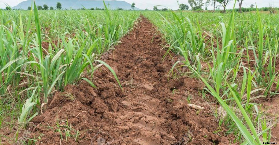 Sugarcane Farming Process & Plant Cultivation|Breeding Institute List