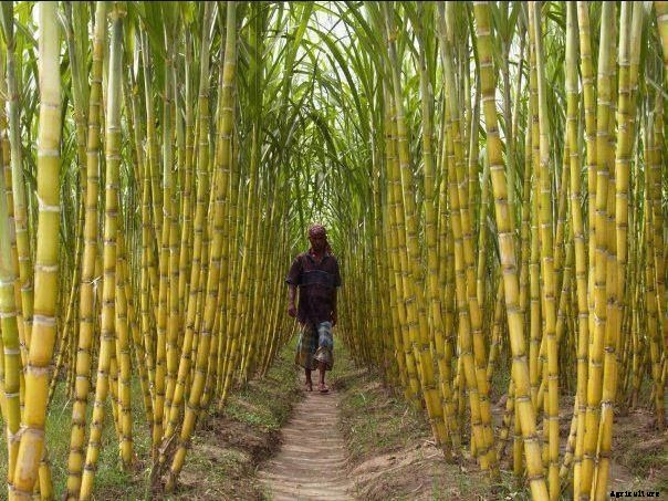Sugarcane Farming Process & Plant Cultivation|Breeding Institute List