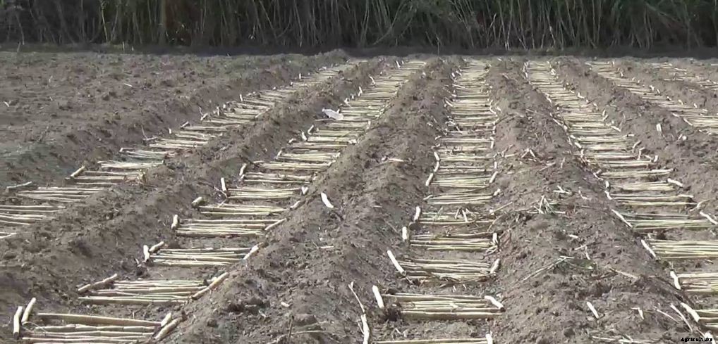 Sugarcane Farming Process & Plant Cultivation|Breeding Institute List