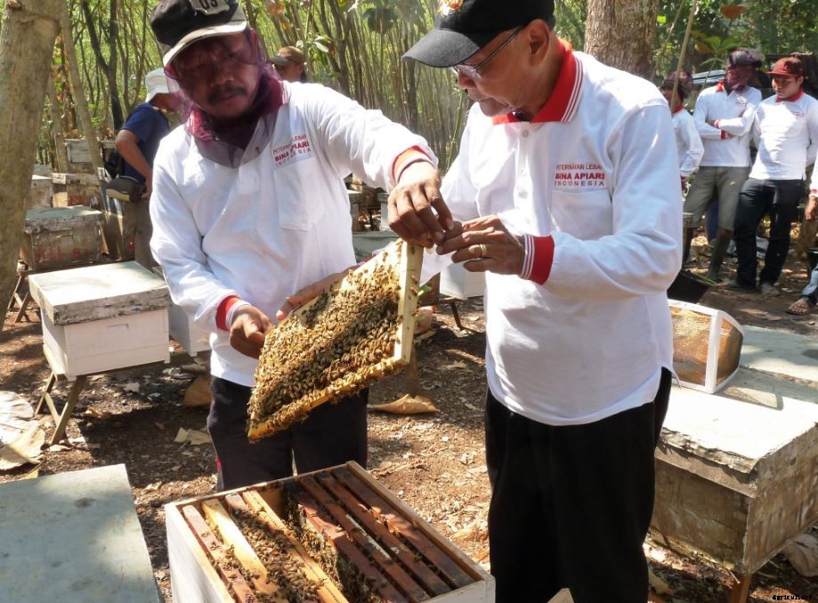 How To Start Commercial Honey Bee Farming Business In India