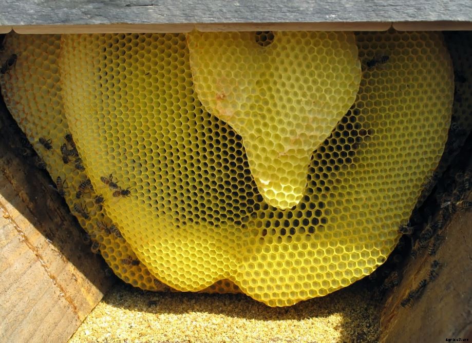 How To Start Commercial Honey Bee Farming Business In India