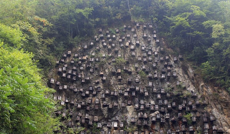 How To Start Commercial Honey Bee Farming Business In India