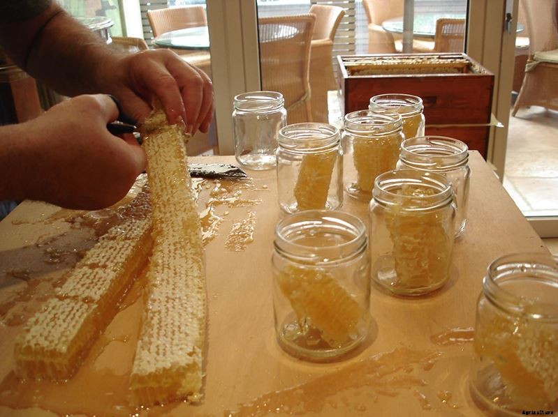 How To Start Commercial Honey Bee Farming Business In India