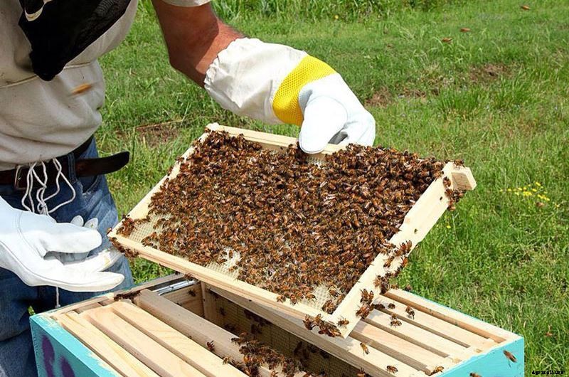 How To Start Commercial Honey Bee Farming Business In India