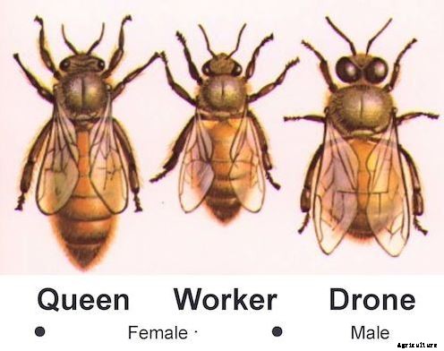 How To Start Commercial Honey Bee Farming Business In India