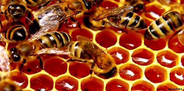 How To Start Commercial Honey Bee Farming Business In India