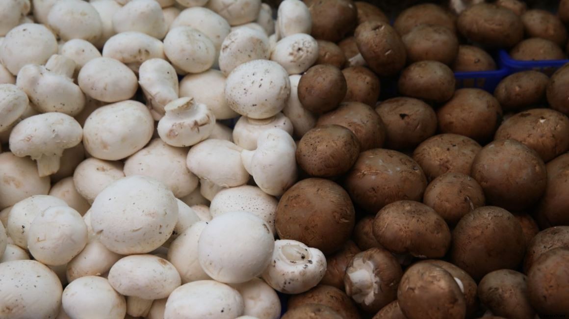 Mushroom Farming As Commercial Business | Cultivation | Procedure
