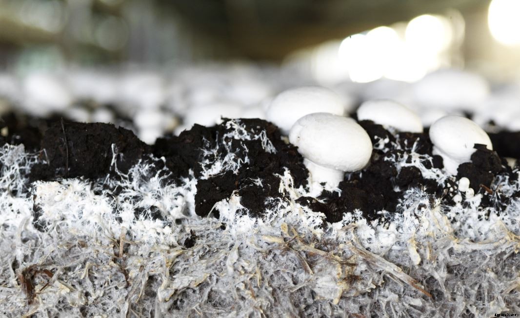 Mushroom Farming As Commercial Business | Cultivation | Procedure