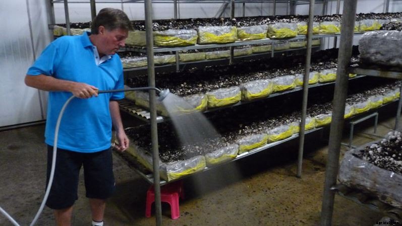 Mushroom Farming As Commercial Business | Cultivation | Procedure