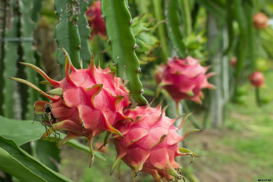 Dragon Fruit (Pitaya) Farming Cultivation In India Information Guide  
