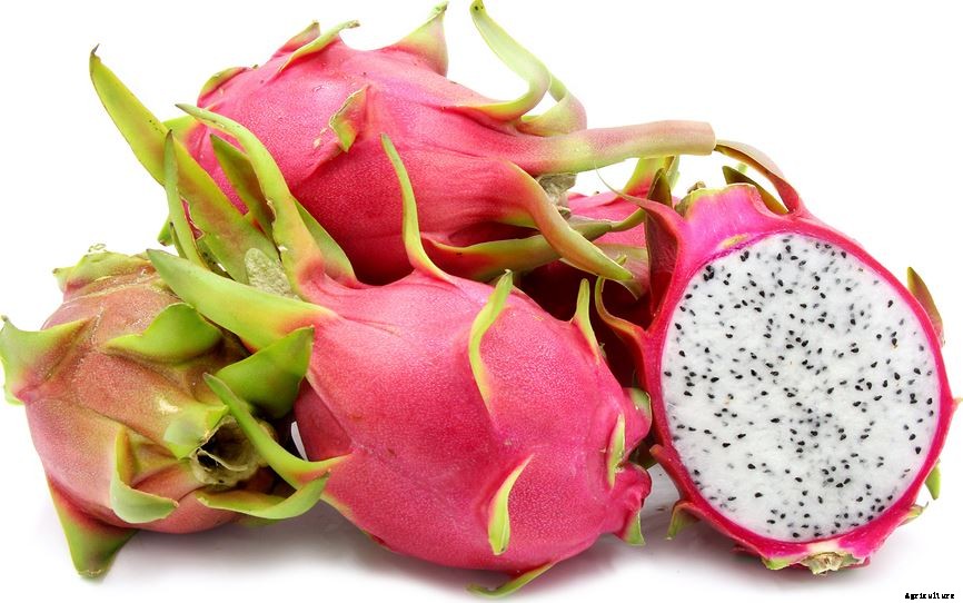 Dragon Fruit (Pitaya) Farming Cultivation In India Information Guide  