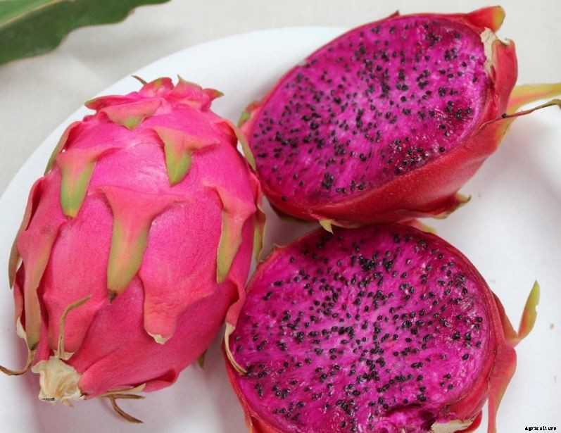 Dragon Fruit (Pitaya) Farming Cultivation In India Information Guide  