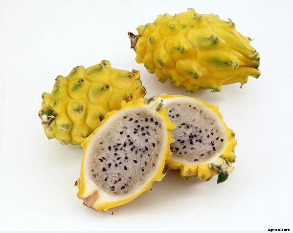 Dragon Fruit (Pitaya) Farming Cultivation In India Information Guide  