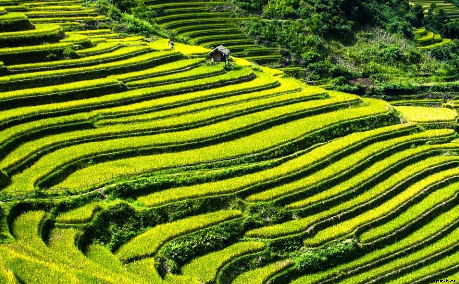 Terrace (Step) farming Inca; Advantages and Disadvantages