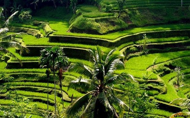 Terrace (Step) farming Inca; Advantages and Disadvantages