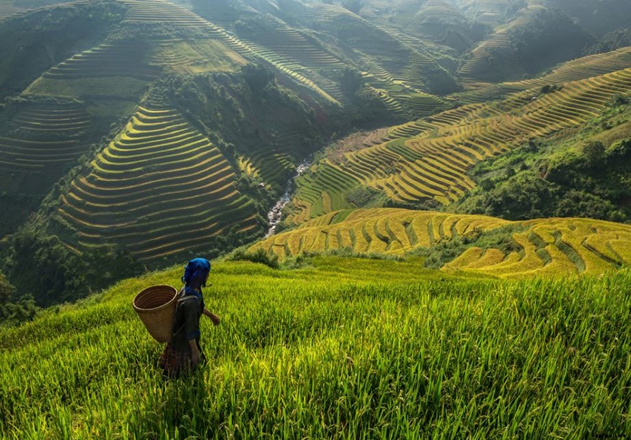 Terrace (Step) farming Inca; Advantages and Disadvantages