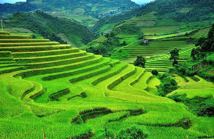 Terrace (Step) farming Inca; Advantages and Disadvantages