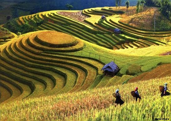 Terrace (Step) farming Inca; Advantages and Disadvantages