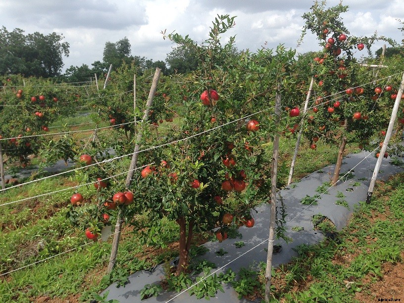 Pomegranate Farming Cultivation Information For Farmers