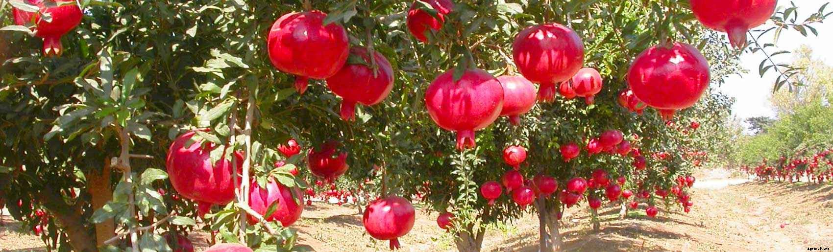 Pomegranate Farming Cultivation Information For Farmers