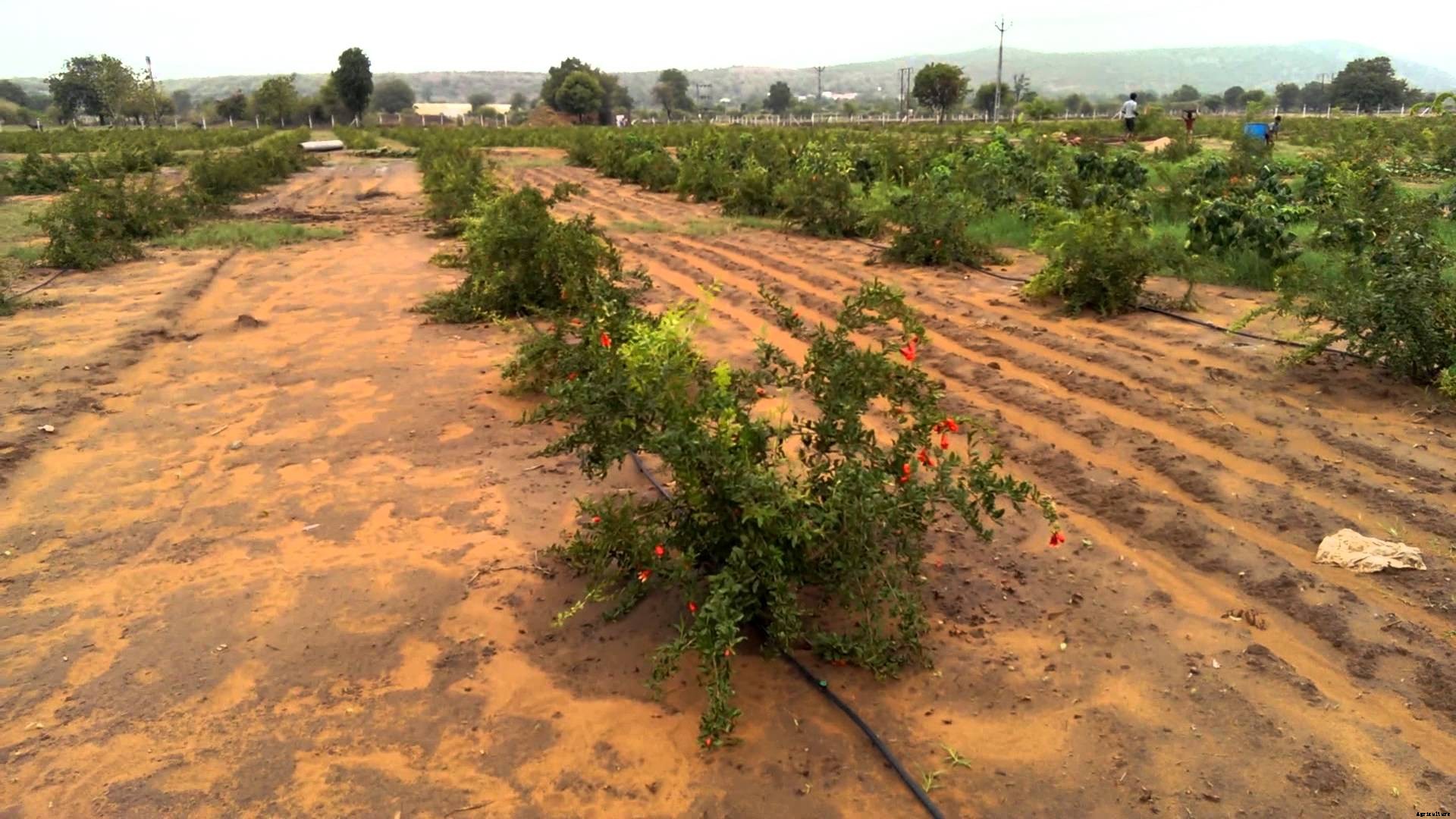 Pomegranate Farming Cultivation Information For Farmers