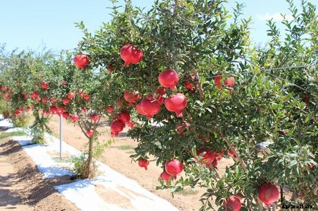 Pomegranate Farming Cultivation Information For Farmers
