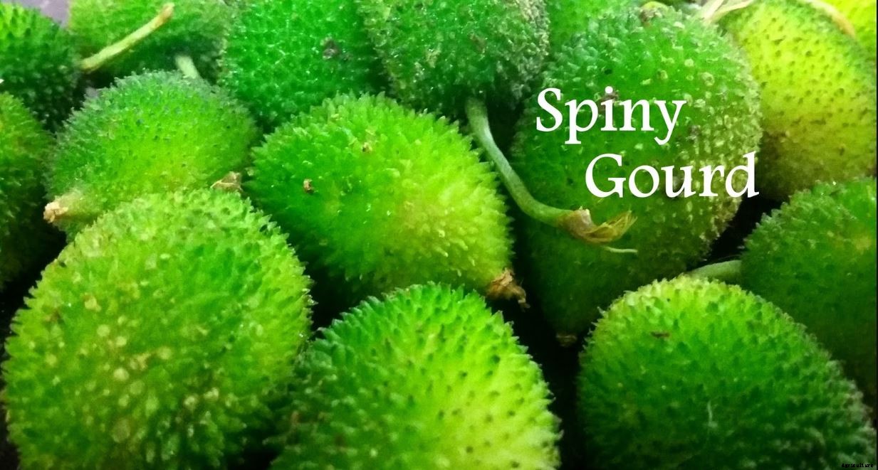 Spine Gourd Farming (Kakrol/Kantola); Information and Guide