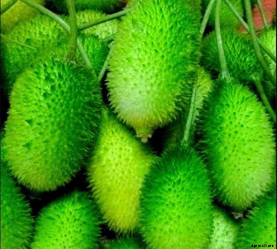 Spine Gourd Farming (Kakrol/Kantola); Information and Guide