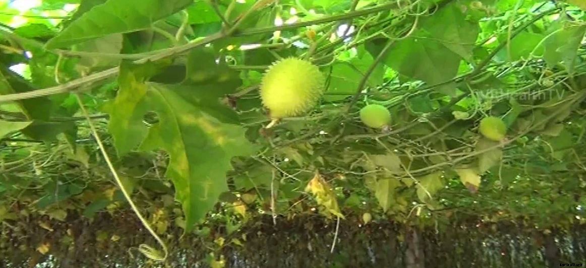 Spine Gourd Farming (Kakrol/Kantola); Information and Guide