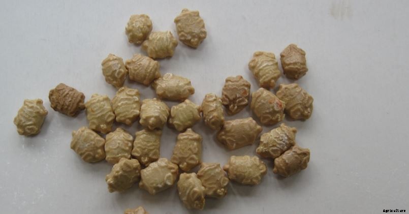 Spine Gourd Farming (Kakrol/Kantola); Information and Guide