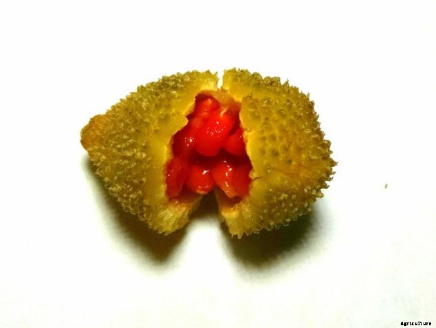 Spine Gourd Farming (Kakrol/Kantola); Information and Guide