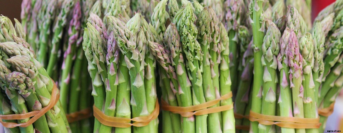 Guidelines for Farming of Asparagus: The Food of Kings