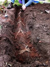 Guidelines for Farming of Asparagus: The Food of Kings