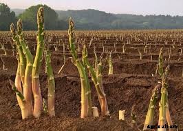 Guidelines for Farming of Asparagus: The Food of Kings