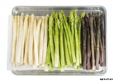 Guidelines for Farming of Asparagus: The Food of Kings