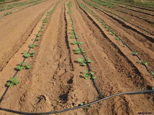 Cultivation of Ash Gourd: A Winter Melon