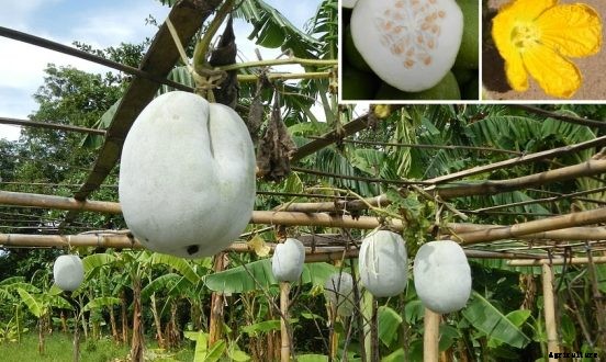 Cultivation of Ash Gourd: A Winter Melon