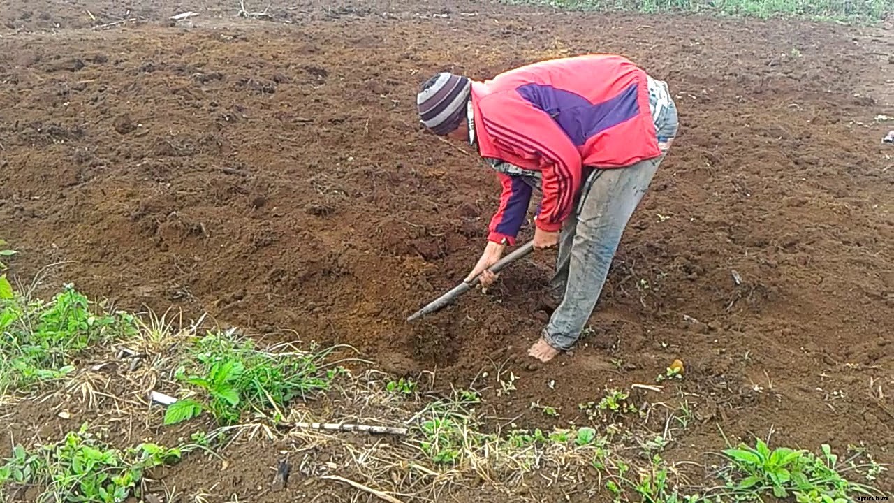 Cultivation of Ash Gourd: A Winter Melon