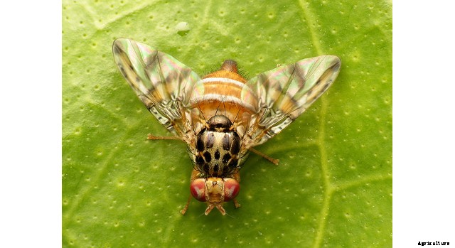 Cultivation of Ash Gourd: A Winter Melon
