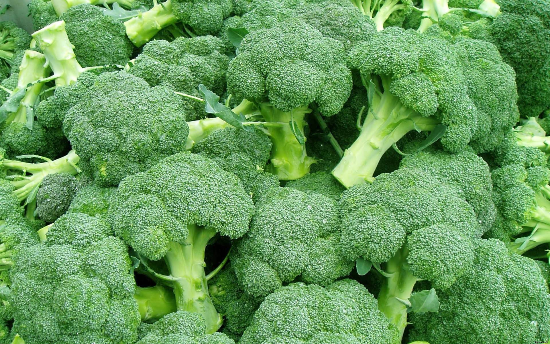 Broccoli Farming | Detailed Informations & Guide for Best Yield