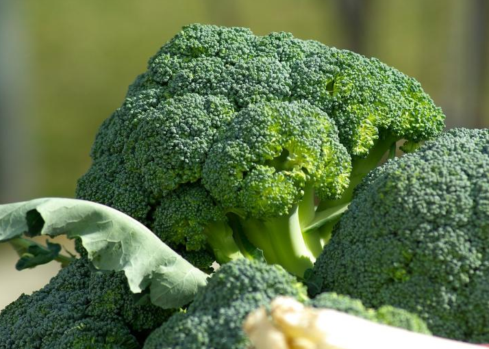 Broccoli Farming | Detailed Informations & Guide for Best Yield