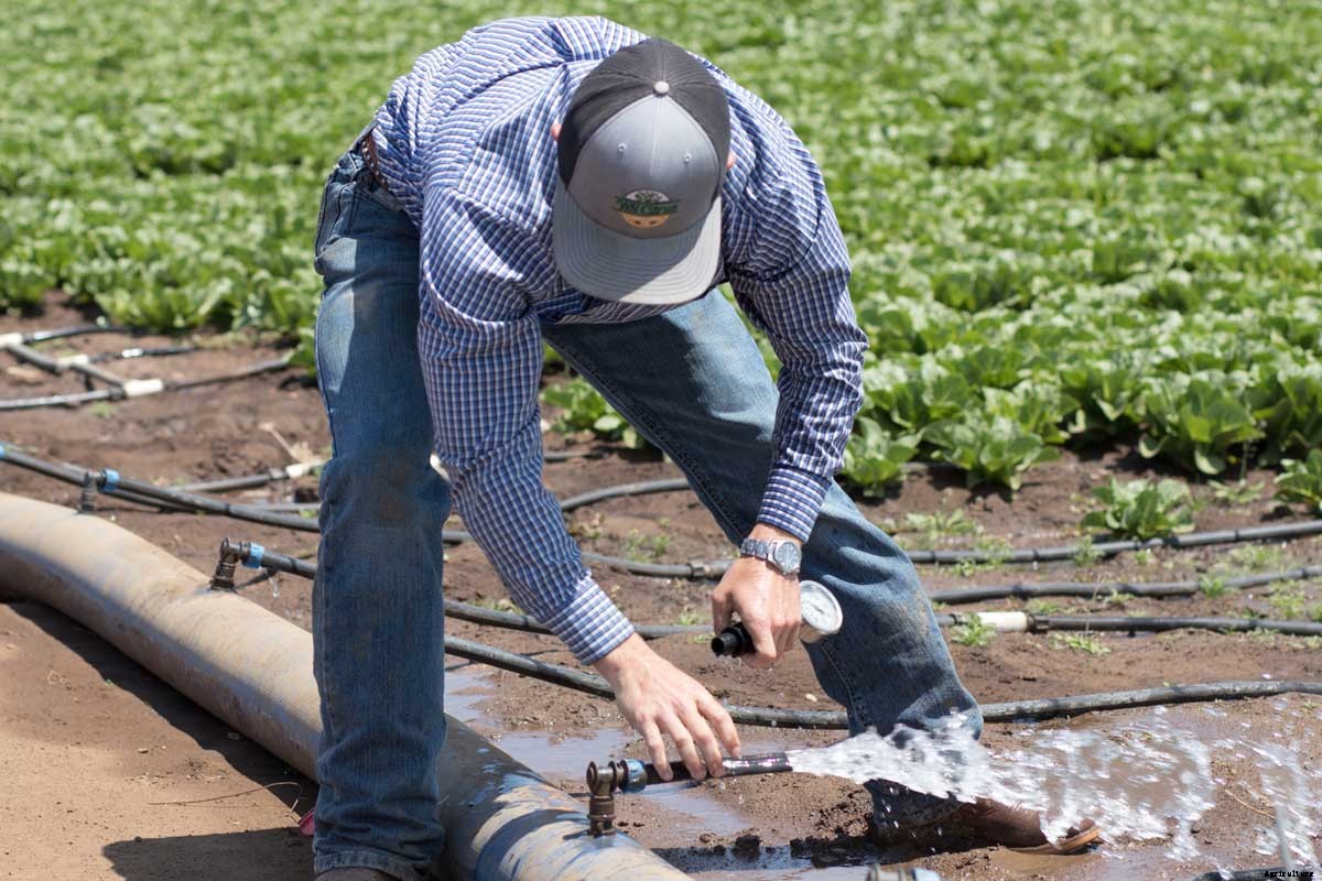 Broccoli Farming | Detailed Informations & Guide for Best Yield