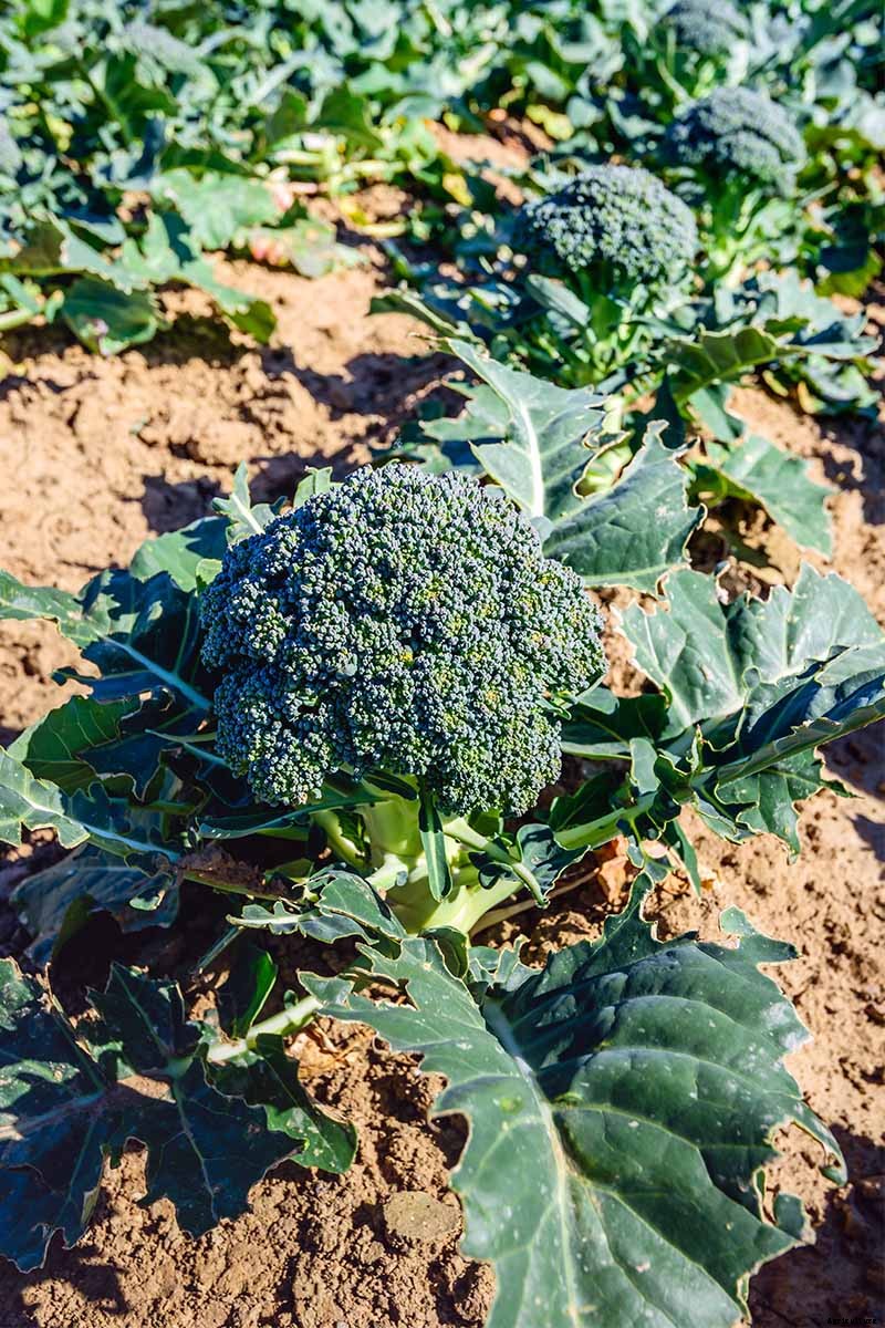 Broccoli Farming | Detailed Informations & Guide for Best Yield