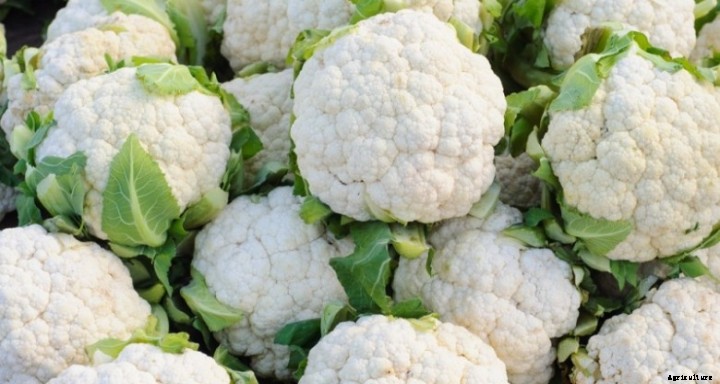 Cauliflower Farming (Ghobi) | Guide & Information