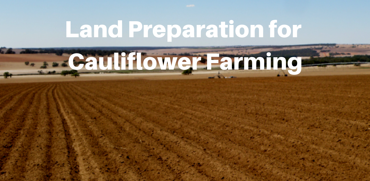 Cauliflower Farming (Ghobi) | Guide & Information