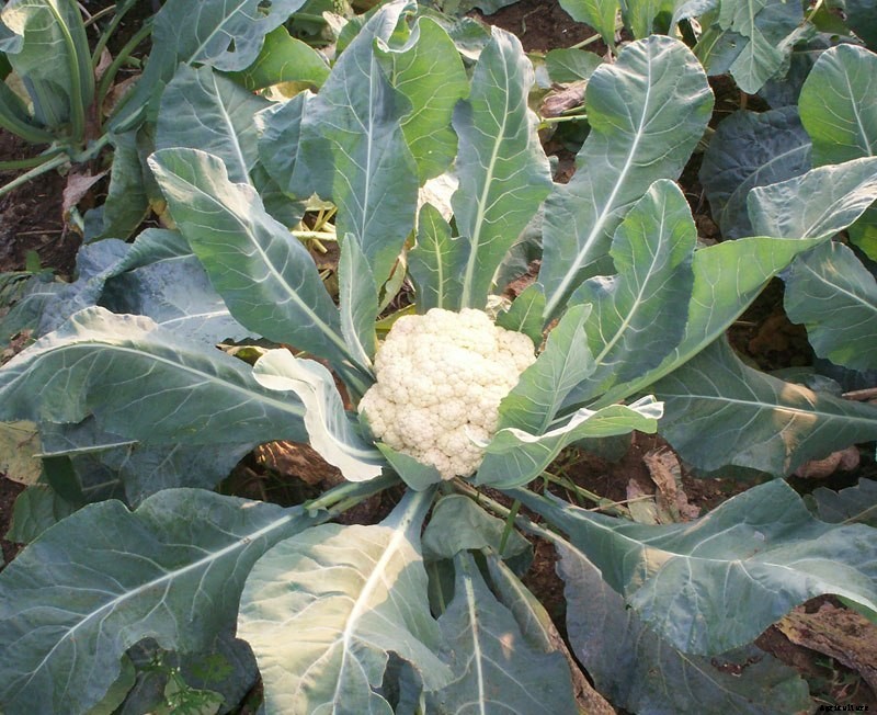 Cauliflower Farming (Ghobi) | Guide & Information